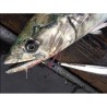 SUTEKI THE HUNTER'S Sawara Sagoshi short (KD-283)